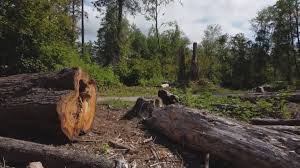 Best Tree and Shrub Care  in Sans Souci, SC