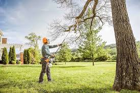 Best Stump Grinding and Removal  in Sans Souci, SC