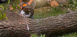 Best Firewood Processing and Delivery  in Sans Souci, SC