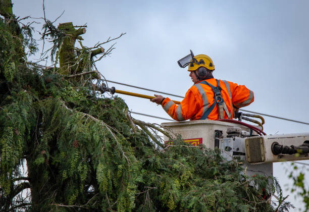 Reliable Sans Souci, SC Tree Care Solutions