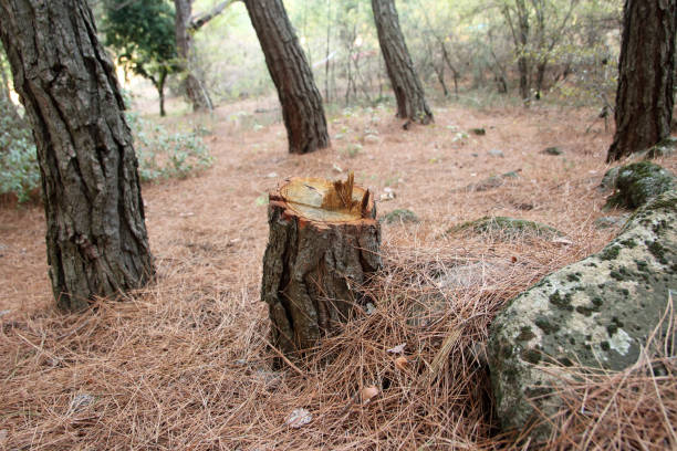 Best Tree Risk Assessment  in Sans Souci, SC