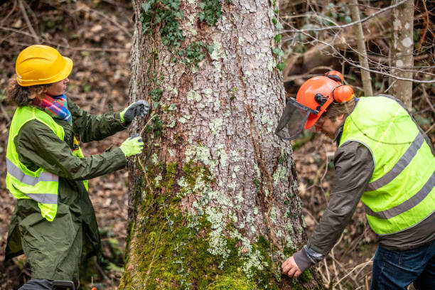 Best Tree Preservation Services  in Sans Souci, SC