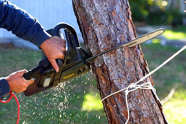 Best Lawn Irrigation Installation and Maintenance  in Sans Souci, SC