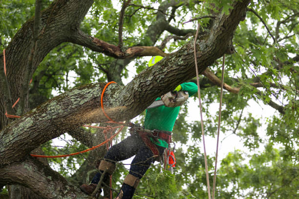 Best Lawn Pest Prevention  in Sans Souci, SC