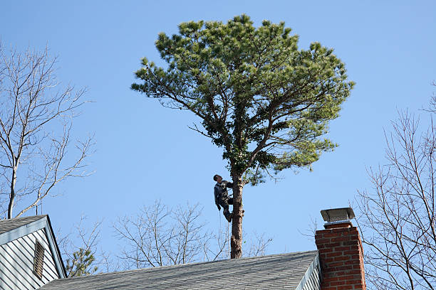 Best Palm Tree Trimming  in Sans Souci, SC