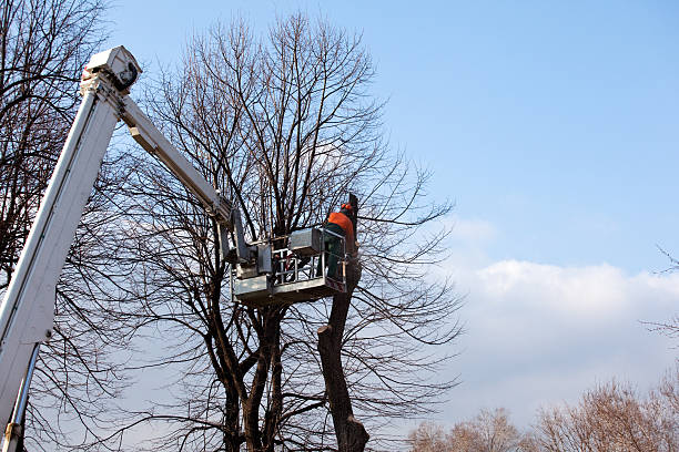 Best Tree Cabling and Bracing  in Sans Souci, SC