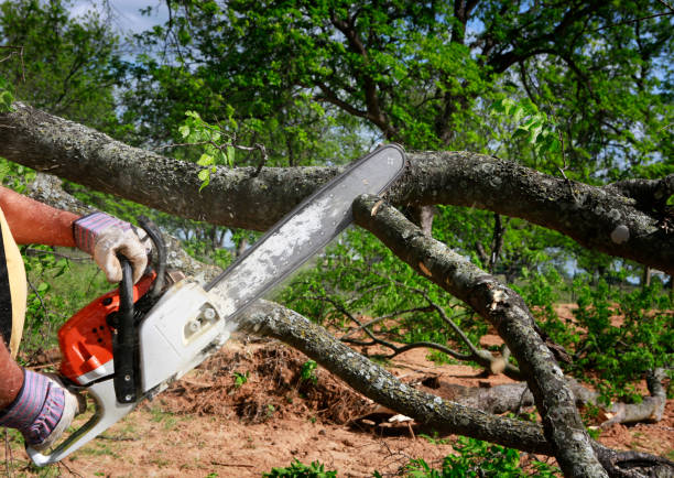 Best Hedge Trimming  in Sans Souci, SC